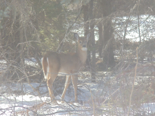 deer-and-a-moose-002
