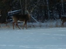 sweet-dreams-and-wildlife-051